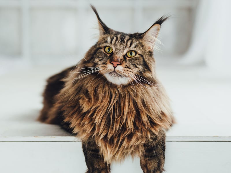 Native to America, where they are the one of the oldest breeds of domesticated cat, the Maine Coon is known to be a real gentle giant. This is a big cat with a satisfyingly dense coat - the perfect combination for a cuddle and their high levels of affection mean that they rarely refuse. 