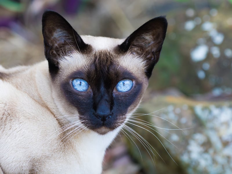 As the portmanteaux name would suggest, the Tonkinese is a cross between the Siamese and Burmese. Breeders were aiming for a loving, affectionate and intelligent breed - and they succeeded! This breed won't just enjoy cuddles - it will DEMAND cuddles.