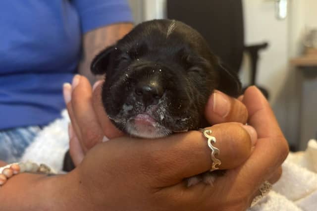Last week four-day-old puppies were brought into The Stubbington Ark after being dumped in a shoebox in a graveyard.
The team have been caring for the pups round the clock to make sure their needs are being met.