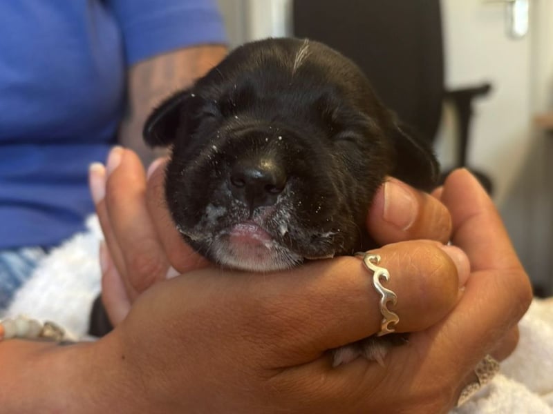 Last week four-day-old puppies were brought into The Stubbington Ark after being dumped in a shoebox in a graveyard.
The team have been caring for the pups round the clock to make sure their needs are being met.