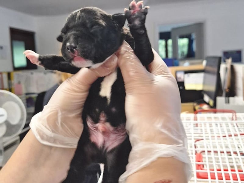 Last week four-day-old puppies were brought into The Stubbington Ark after being dumped in a shoebox in a graveyard.
The team have been caring for the pups round the clock to make sure their needs are being met.