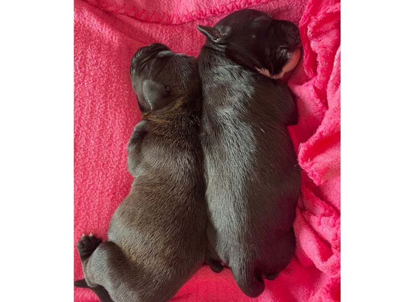 Last week four-day-old puppies were brought into The Stubbington Ark after being dumped in a shoebox in a graveyard.
The team have been caring for the pups round the clock to make sure their needs are being met.
