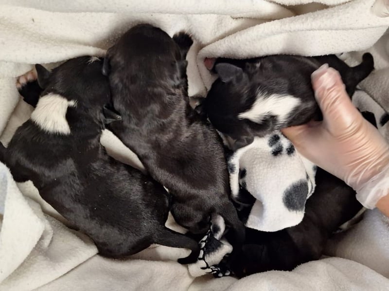 Last week four-day-old puppies were brought into The Stubbington Ark after being dumped in a shoebox in a graveyard.
The team have been caring for the pups round the clock to make sure their needs are being met.