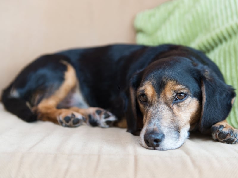 Interestingly, mixed breed non-perigree dogs live for longer than the majority of purebreds - an average of 11.7 years.