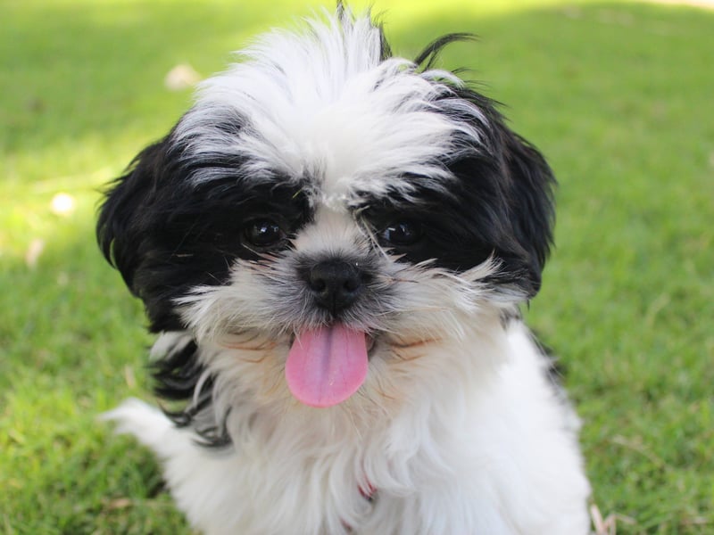 Originating in Tibet, the Shih Tzu is a popular companion dog that researchers found will live to an average of 11.05 years. These friendly wee characters were favourites of Chinese Royalty during the Ming Dynasty - so much so that they refused to trade them.