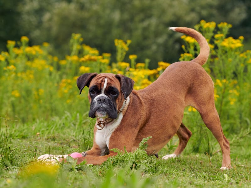 The charismatic Boxer has an average lifespan of 10.04 years according to the research. Developed in Germany, it is now particularly popular as a family pet in America. 
