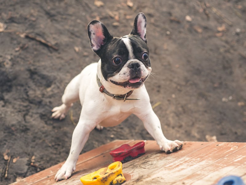 The French Bulldog has seen a huge surge in popularity in recent years - challenging the Labrador for the number one spot - but they also have the shortest lifespan according to the research, averaging just 4.53 years. 