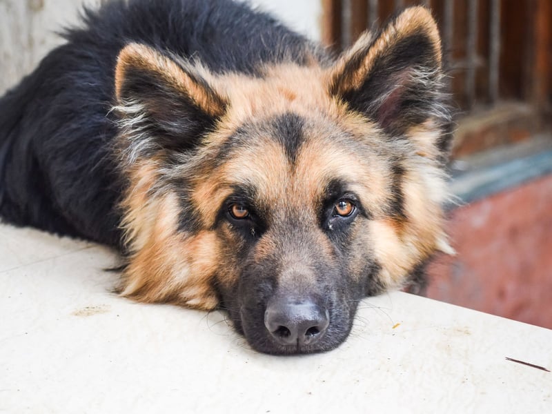 Popular with the army and police forces - and used for everything from sniffing out drugs to sentry duty - the German Shepherd lives for an average of 10.16 years. 