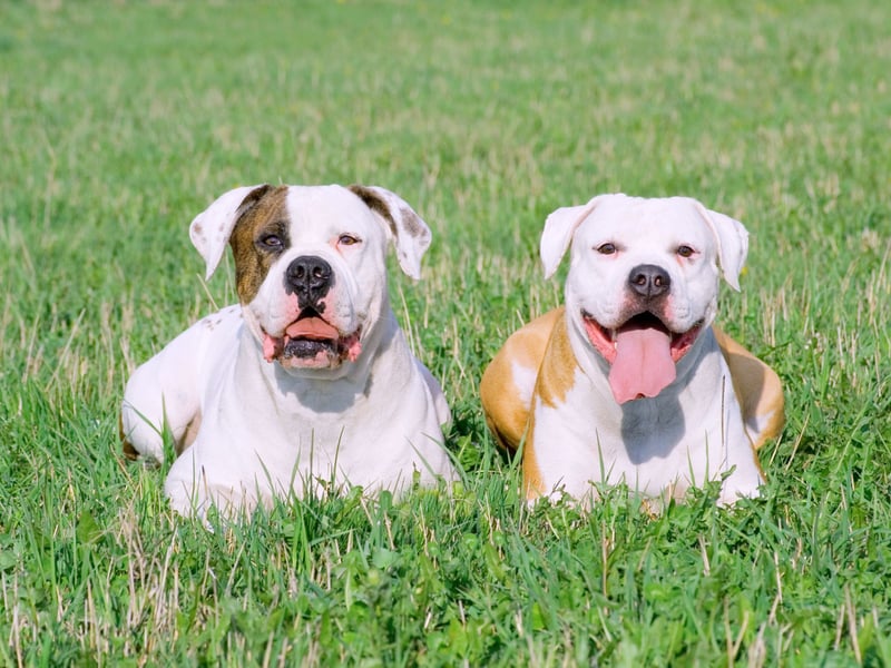 All four of the dog breeds that have the shortest lifespans, starting with the American Bulldog, are brachycephalic (flat-faced). The lower life expectancies are associated with the animals suffering from several conditions, including breathing problems and spinal disease. The American Bulldog lives for an average of 7.79 years.
