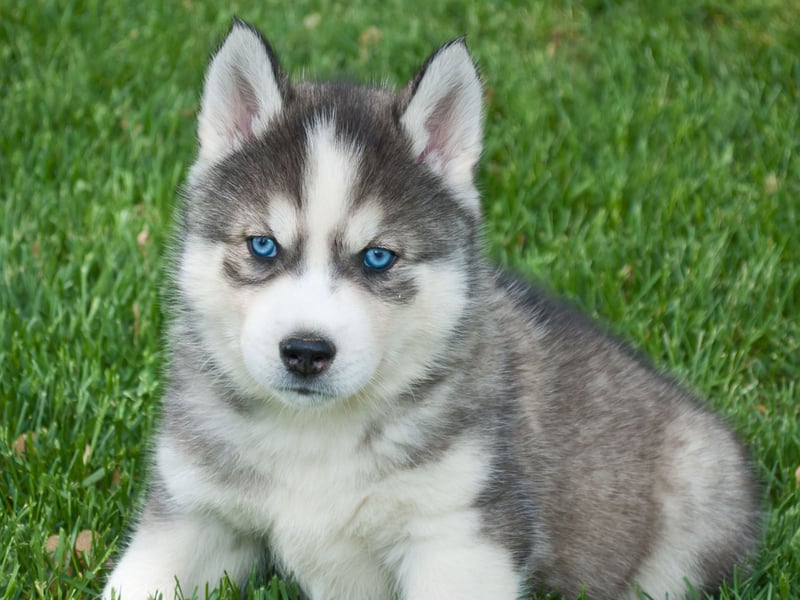 A hardy Arctic sledge dog that can pull people and produce over miles of icy tundra, the Husky can be expected to clock up an average age of 9.53 years.