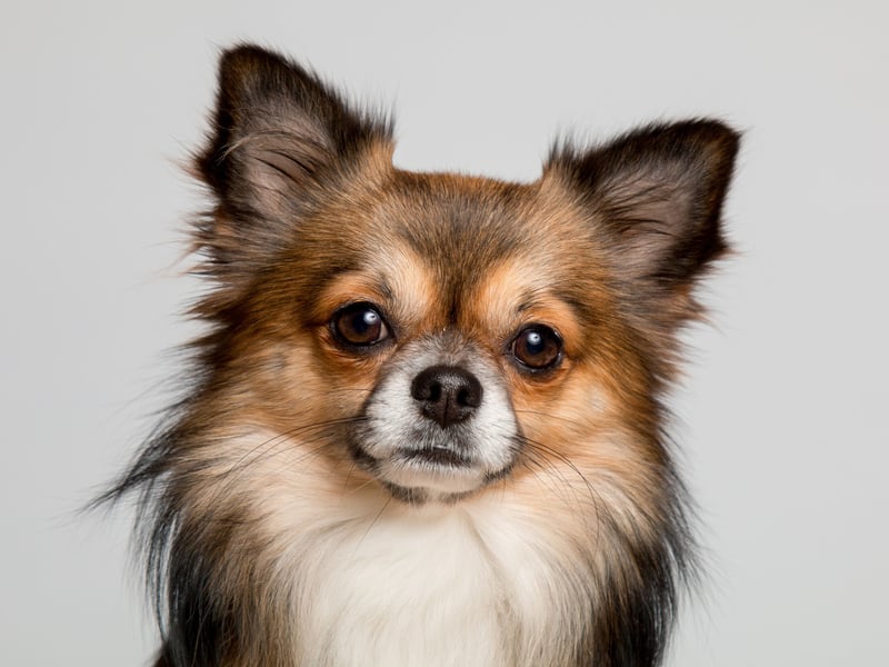 A 21-year-old Chihuahua was named the world's oldest living dog a couple of years ago, but researchers found the average pup only lives for 7.91 years. It holds the crown of the world's smallest dog.