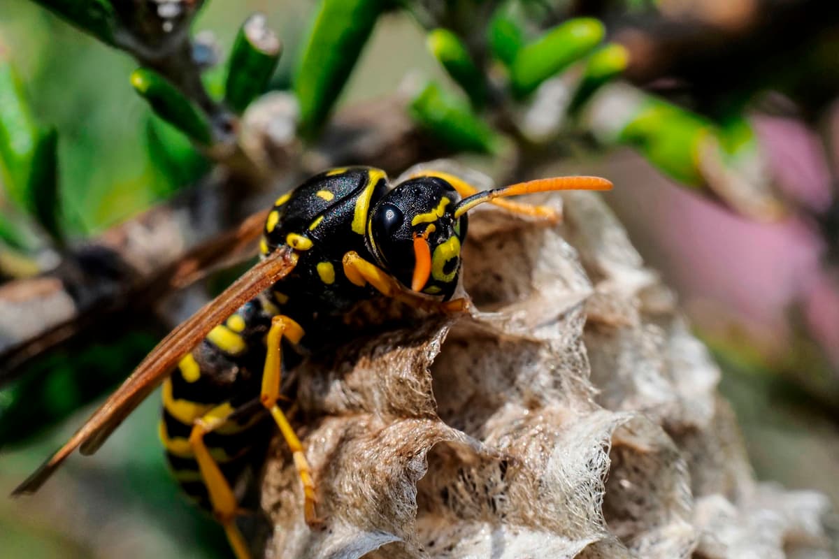 How to treat a wasp sting and spot signs of allergic reaction after death ...