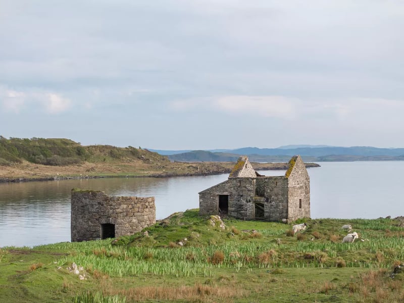 As for farming, the island has been farmed in-hand based on a flock of 220 beulah ewes, gimmers, and 7 beulah tups. Lambing takes place in April with the lambs taken off in early September though the natural level of livestock does vary. 
