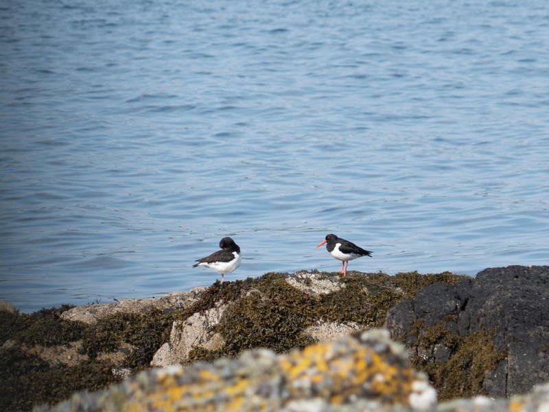 As for wildlife on Shuna, it boasts a special interest ecosystem such as oak woodlands to peat bogs. There is abundant wildlife including red and fallow deer populations, otters and seals with porpoises and dolphins also regularly spotted. In addition there are a number of bird species, from birds of prey to seabirds, such as the oystercatcher. The marshes and bogs are also home to everything from snipe to the rare Marsh Fritillary butterfly. 
