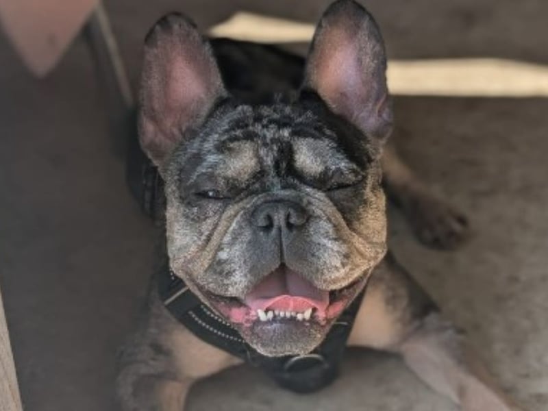 Bucky is a three-year-old French Bulldog who has been described as 'a sweet and friendly boy, who enjoys long walks and getting to explore with his nose.'
