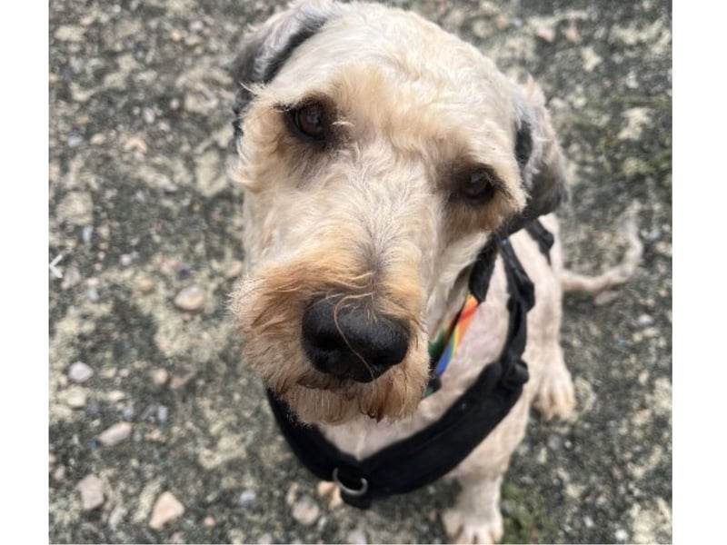Buzz is a 'sweet and affectionate boy who enjoys a fuss and a cuddle'. 