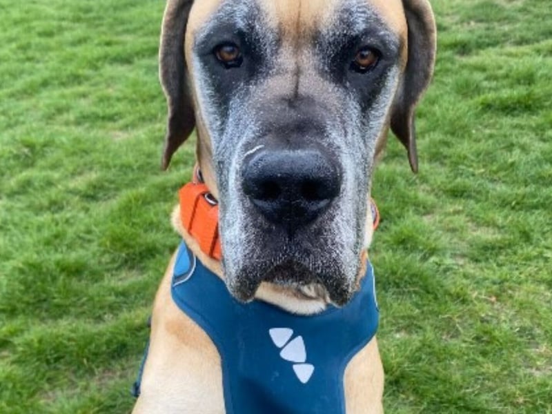 Hendrix is a four-year-old Great Dane and he has been described as a 'gentle giant'. He will need a large home and garden that is fully secured.