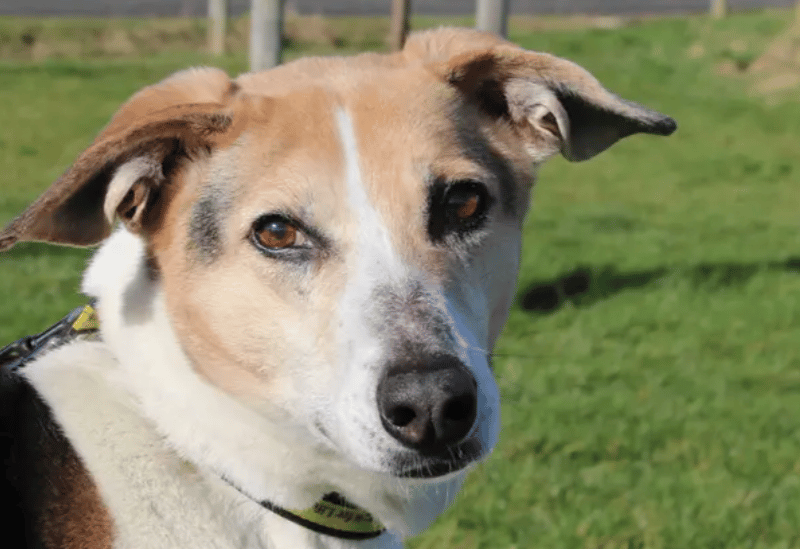 Bagel is a lovely 12-year-old girl ready to find a quiet retirement pad to enjoy her golden years in. A calm home with just adults will be the best set up for her to relax in. She settles well in her own company with a chew on a comfy bed. Any home alone time should be fairly straight forward to introduce once she’s found her paws and knows a routine.
