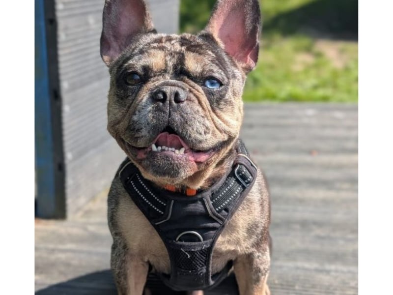 Bucky is a three-year-old French Bulldog who is a laid back boy that enjoys a cuddle. 