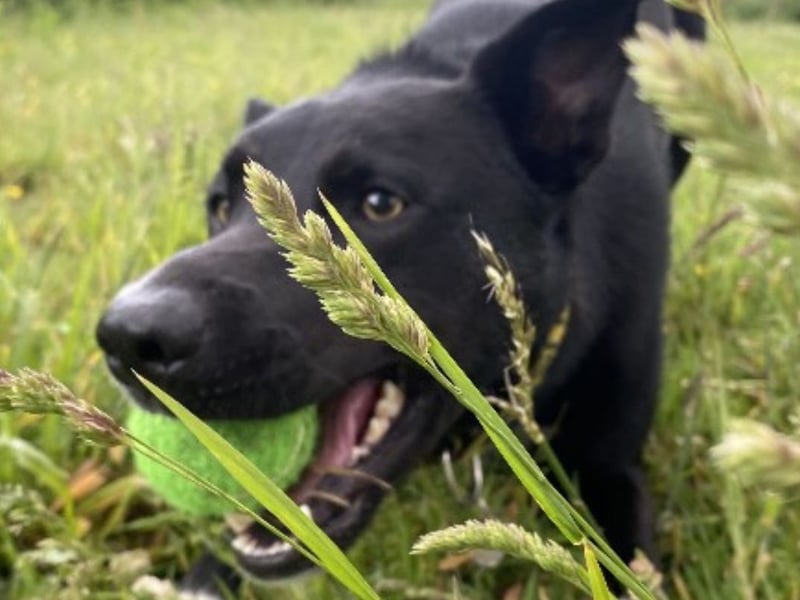 Zorro is a two-year-old boy who is looking for his forever home. 