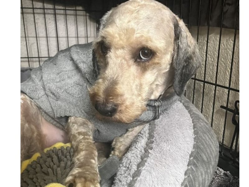 Buzz is a male cockapoo who would benefit from a patient home while he continues to grow his confidence and Stubbington Ark has said he will need to be the only pet at his new home. 
