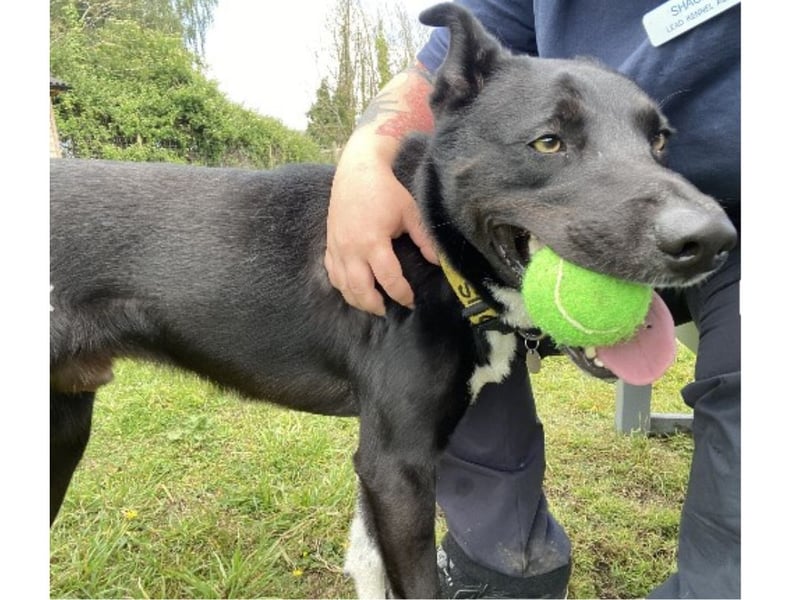 Zorro is a two-year-old male Collie X who is 'an active young boy who loves to learn new tricks, play with balls and most of all have cuddles and jump into your arms for a fuss'.