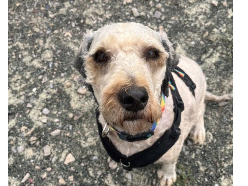 The Stubbington Ark said: " He has been doing really well building his circle of friends. Buzz has had a sheltered life before coming to us and is currently finding everything new and a bit scary." 