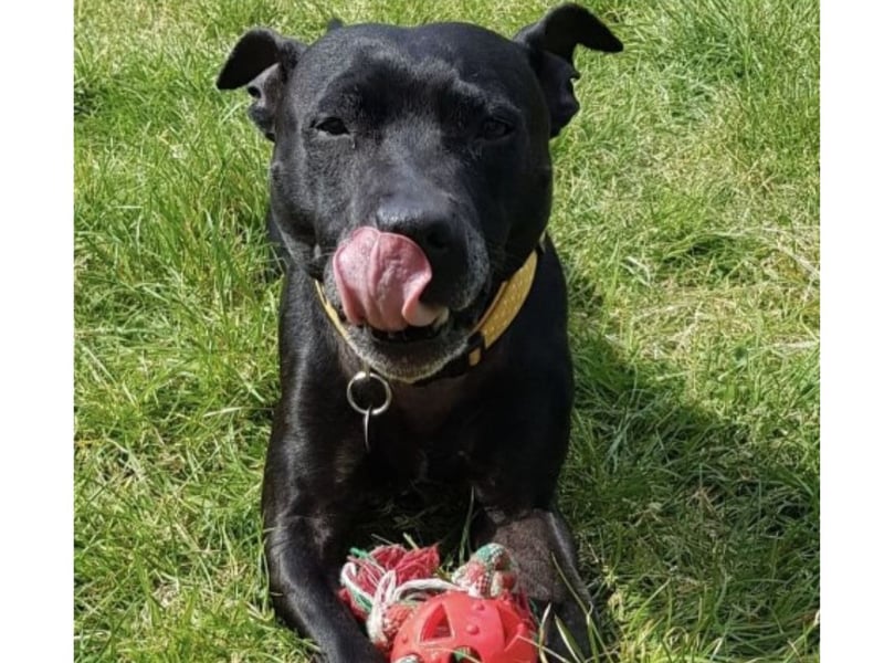 Siren is an eight-year-old Staffordshire Bull Terrier who is 'full of fun and always on the go'. She is looking for a home with a private enclosed garden. 