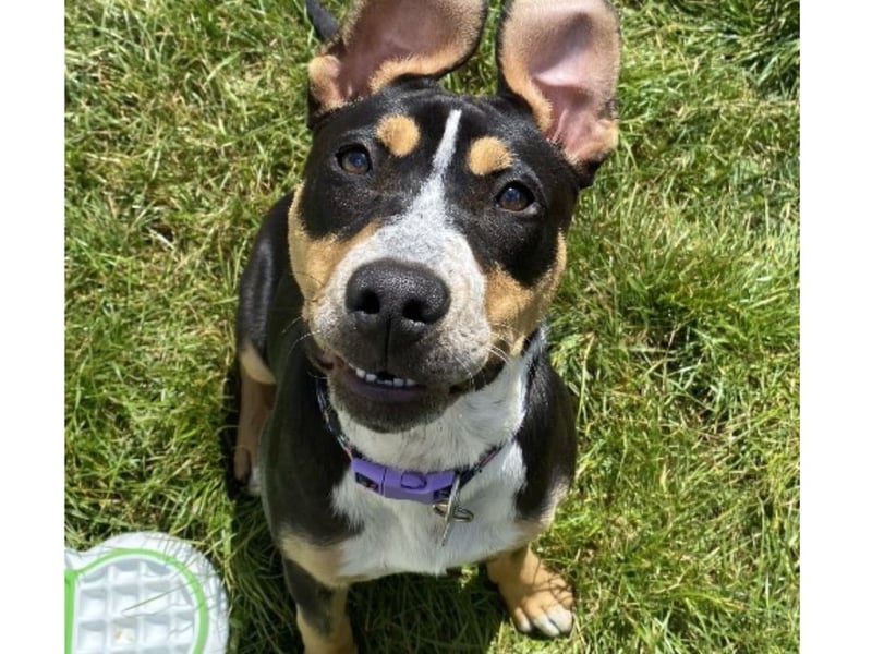 The RSPCA said: "Willow is a beautiful, friendly girl who is unfortunately back with us after being adopted from us as a puppy. She is now 6 months old and ready to find her new forever home."