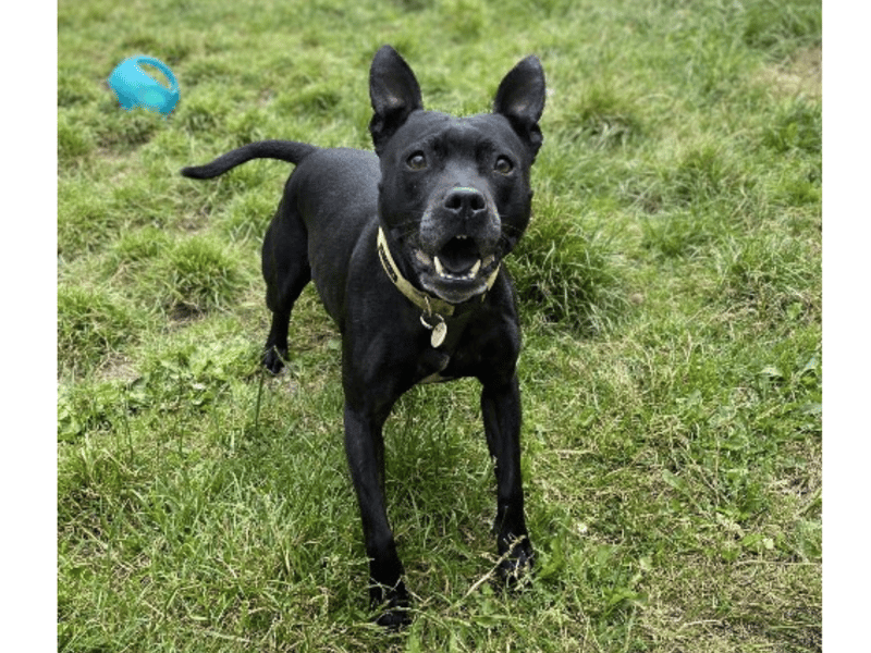 Siren is an eight-year-old Staffordshire Bull Terrier who is 'full of fun and always on the go'.