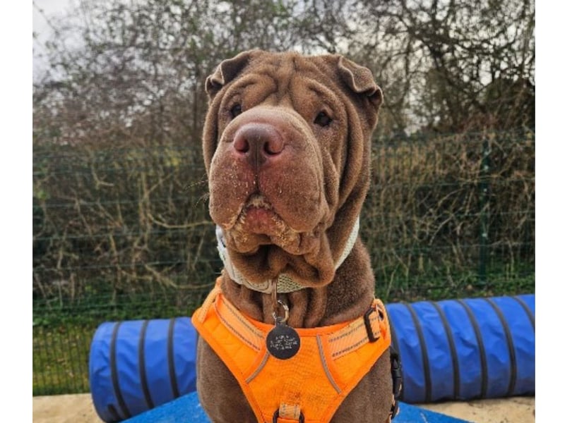 Luna is approximately four-years-old and she enjoys her home comforts. The RSPCA said Luna enjoys playing with her toys and she has been thriving in her foster home. 