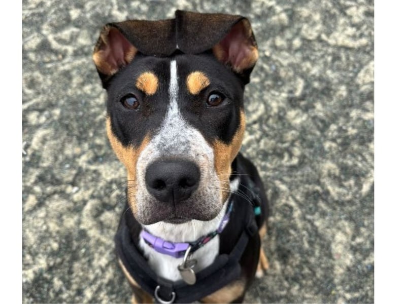 Willow would benefit a home without cats but she is happy around teenage children and other dogs.