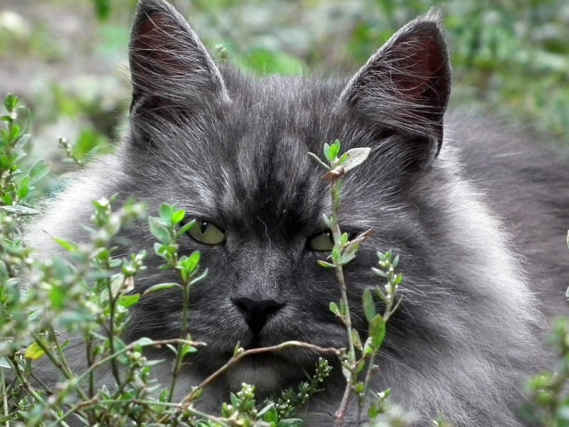 An ancient breed of cat from Russia, the Siberian was only officially recognised as a formal breed by cat registries in the early 2000s. It's the national cat of Russia and has a distinctive bushy tail. It comes in at eighth place on the popularity chart - up a spot on last year.