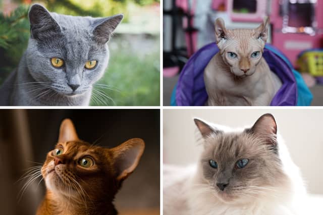 Four of the world's most popular breeds of cat.