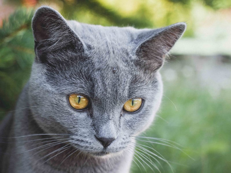 With its distinctive slate-grey coat, the Russian Blue cat is also cometimes known as the Archangel Blue, referring to the Russian port of Arkhangelsk from which sailors are thought to have brought the cats over to Northern Europe in the 1860s. It comes in at tenth spot and completes our list.