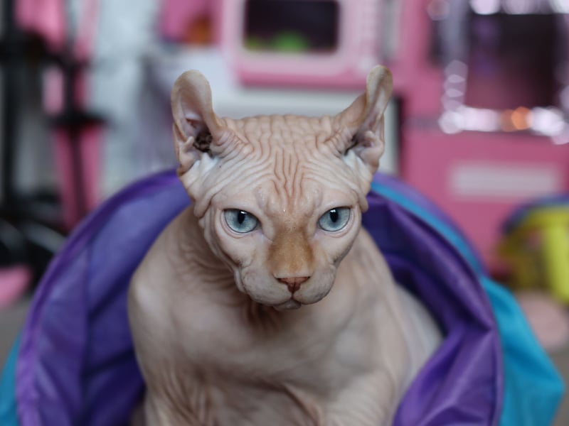 Unlikely to be confused with any other breed due to its absence of hair, the Sphynx cat's lack of fur means it can easily get cold. This means it seeks out body heat so is known for loving cuddling up to its owner whenever possible. There are also issues with having no hair, with these cats predisposed to skin problems and sunburn. It's risen a place in the last 12 months, up to 8th spot.