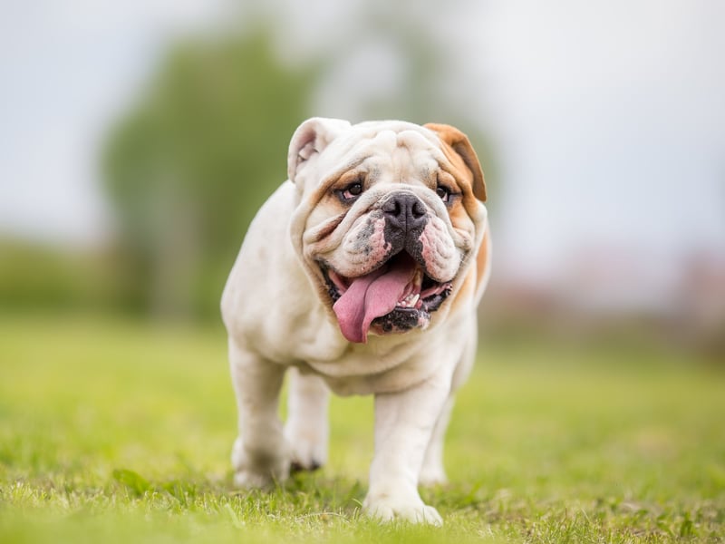 Bulldogs are one of the quietest breeds out there, spending a good deal of their time napping. They are also very loving and are content in smaller homes.