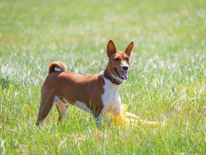 If you want to be certain of a non-barking dog then the utterly unique Basenji is the puppy you want. Its name literally translates as 'barkless dog', although it does make some slightly strange low-level noises that sound a bit like yodelling.