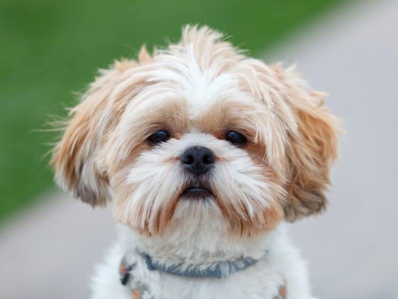 Another small dog with a small voice, the Shih Tzu would rather curl up on your lap for a good pat than make a racket.
