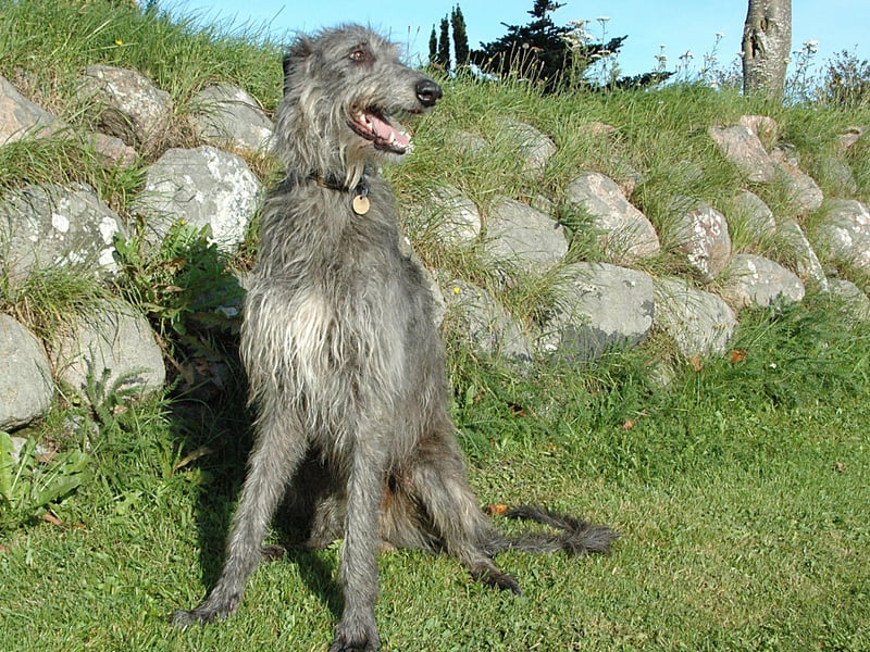 The Scottish Deerhound is a calm and elegant breed that will only bark to alert you to something. 