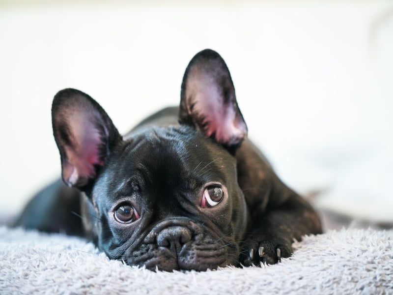 We're starting with the pups that are least likely to bark, or make any other kind of noise. The French Bulldog is the second most popular dog in the UK (behind the significantly noisier Labrador Retriever). It is a particularly good choice for those living in flats, since they rarely bark and don't need a huge amount of room.