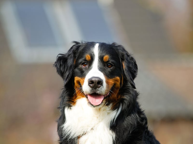Not only are Bernese Mountain Dogs absolutely gorgeous, they are also fiercely loyal and tend to only bark when a family member is at risk, or another good reason. 