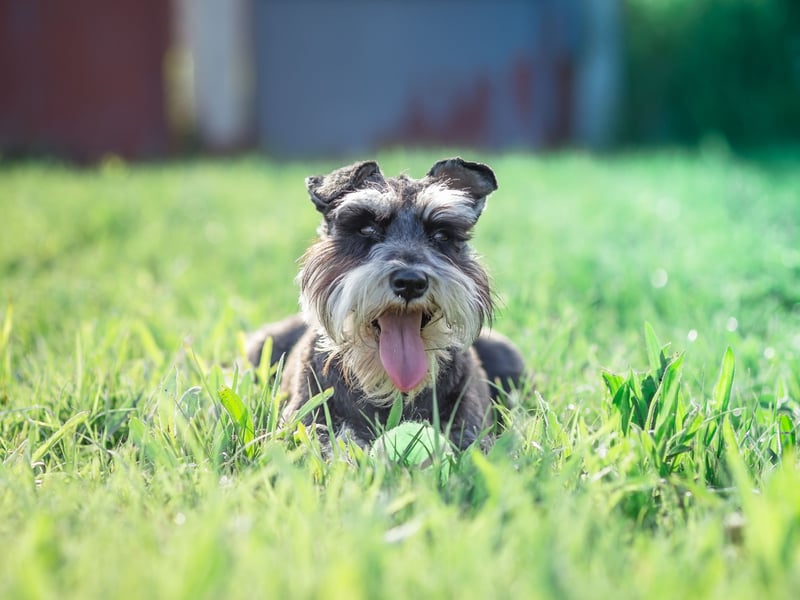 First bred in Germany in the 19th century to hunt rats on farms,Miniature Schnauzers tend to be quite vocal. It's possible to train them to be quiet but they naturally bark at the slightest noise. They probably think it might be a rat. 