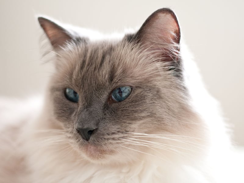 After umpteeth years in top spot, the Ragdoll is now only the second most popular breed of cat. First bred in America in the 1960s, they are known for their docile, placid temperament and affectionate nature - no wonder cat owners love them so much. The name comes from thier tendancy to go limp when picked up.