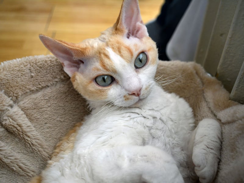 Completing the top five most popular cat breeds is the elfin Devon Rex. Named after the part of England where they were first bred in the 1950s, every Devon Rex can be traced back to a cat called Kirlee belonging to owner Beryl Cox. Their unusually-shaped head and large eyes make them easy to indentify.