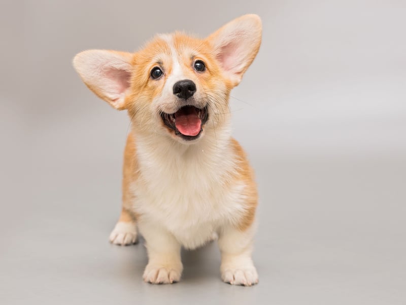 Now we are moving on to the pooches that are known to be most voocal. While it's true that some Corgis don't bark, it's a fairly common trait with both breeds - the Pembroke Welsh Corgi and the Cardigan Welsh Corgi. Their vocal nature comes from their history of being bred to herd cattle and sheep.