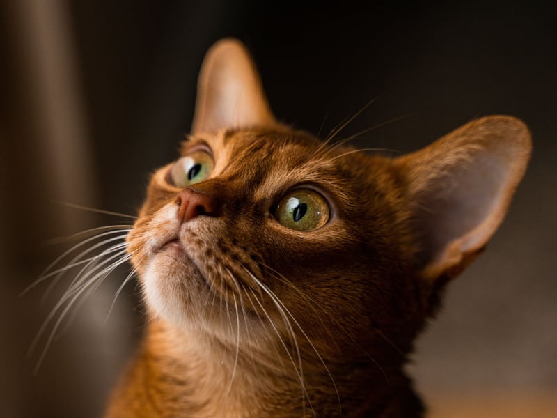 Up one spot from last year to take sixth place is the glorious Abyssinian. Taking its name from Abyssinia, the country now known as Ethiopia, where they were first exported to Britain, the Abyssinian used to be a fairly rare breed, but has rocketed in popularity in the last decade or so. These cats tend to stick to their owners like glue and love to play. 