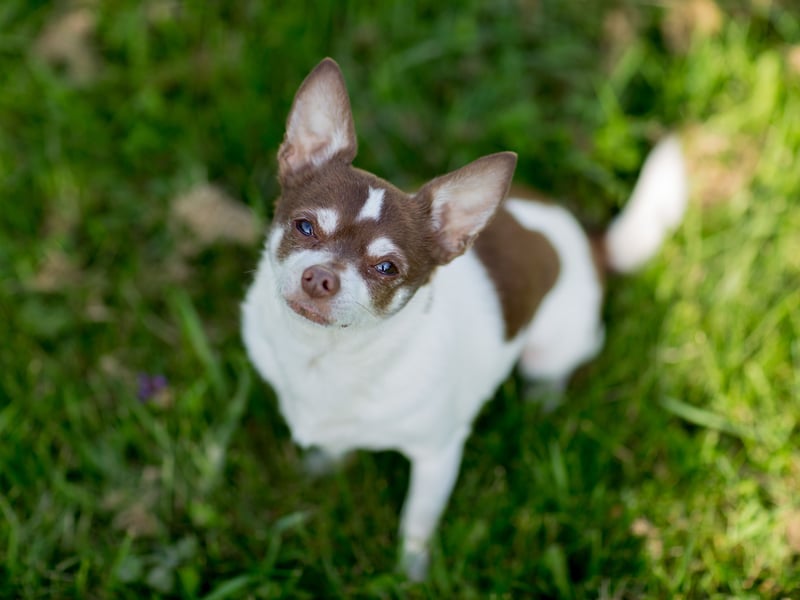 A big dog in a small dog's body, it's not unusual for a Chihuahua to bark pretty much continuously - often for no other reason than they are bored. 
