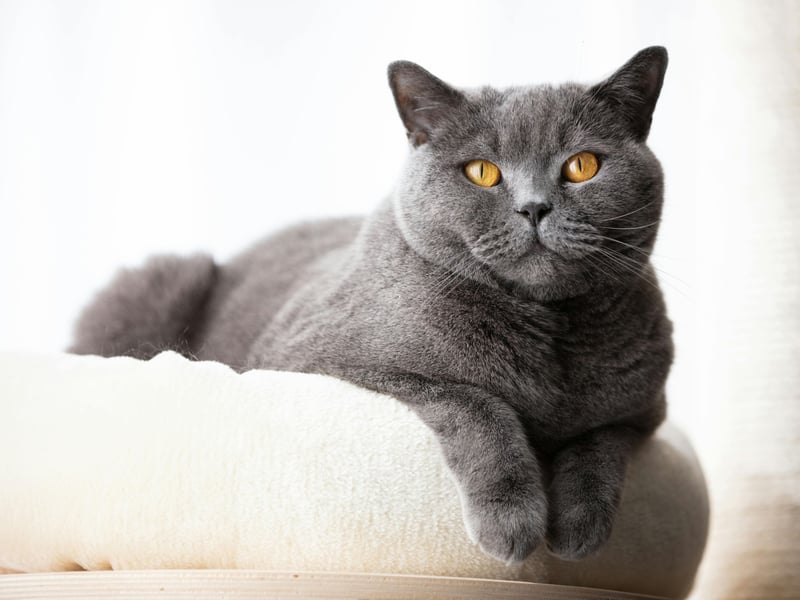 The British Shorthair has dropped a spot since 2024 but still comes seventh. One of the oldest cat breeds, the British Shorthair is the most popular pet cat in its native Britain, accounting for nearly a quarter of pedigree pet cats. They are known for thier laidback nature, making them wonderful feline companions. 