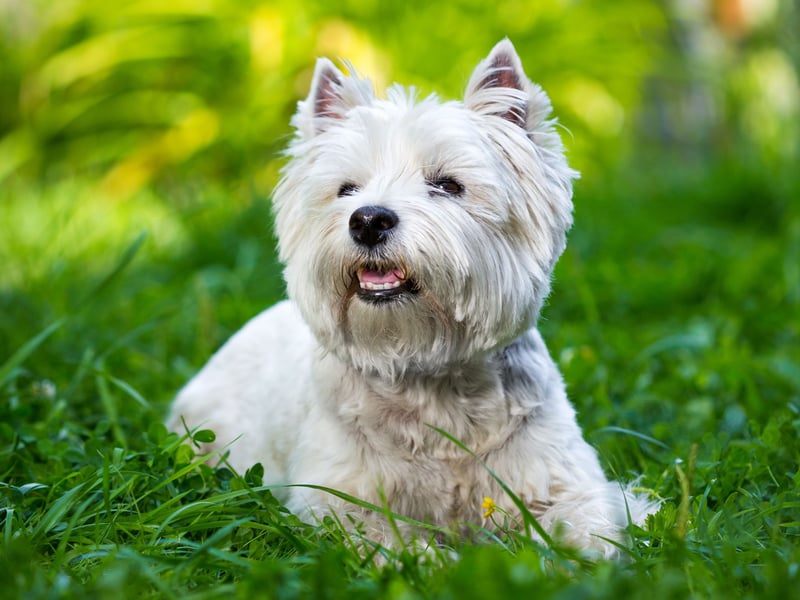 Better known as Westies, the West Highland White Terrier is a breed than just loves telling you about things - a new sound, smell or sight will all be urgently relayed to you with a series of barks.
